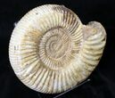 Large Perisphinctes Ammonite - Jurassic #18920-1